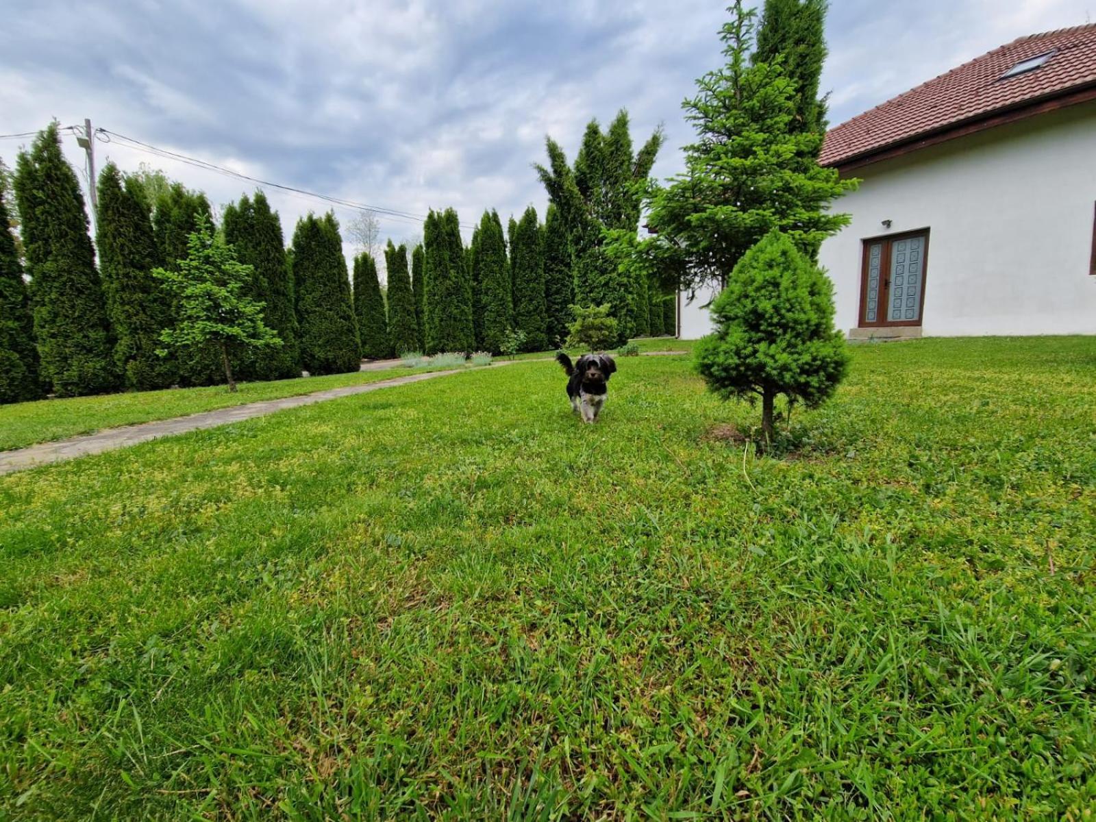 Pensiunea Bradu Hotel Hales Exterior photo